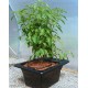 THE FLO GRO NUTRICULTURE HIDROPONICO