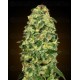 Auto California Kush 00 Seeds autofloreciente