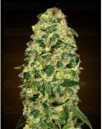 Auto California Kush 00 Seeds autofloreciente