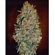 Auto Chocolate Skunk 00 Seeds autofloreciente