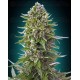 Auto Northern Lights 00 Seeds autofloreciente