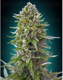 Auto Northern Lights 00 Seeds autofloreciente