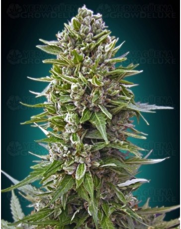 Auto Northern Lights 00 Seeds autofloreciente