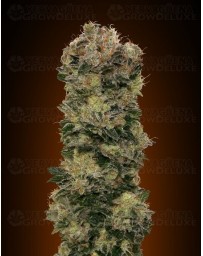 Auto Sweet Soma 00 Seeds autofloreciente