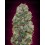 Bubble Gum 00 Seeds