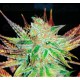 Prozack Medical Seeds