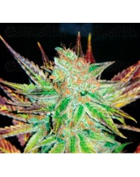 Prozack Medical Seeds