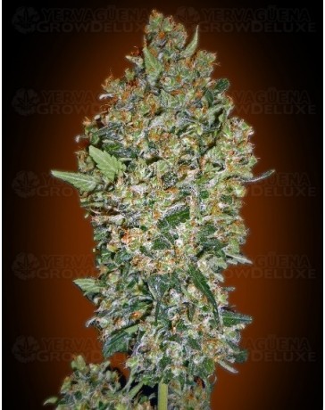 Cheese Berry 00 Seeds