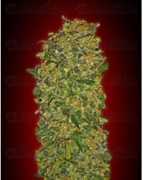 Chocolate Kush 00 Seeds