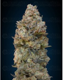 Chocolate Skunk 00 Seeds