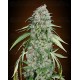 Chocolate Skunk CBD 00 Seeds