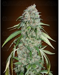 Chocolate Skunk CBD 00 Seeds