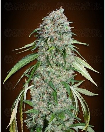 Chocolate Skunk CBD 00 Seeds