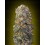 Northern Lights 00 Seeds