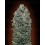 Sweet Soma 00 Seeds