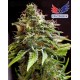 CBD + Caramelice de Positronics Seeds