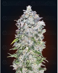 Auto 00 Kush 00 Seeds autofloreciente