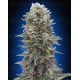 Auto Afghan Mass 00 Seeds automatica