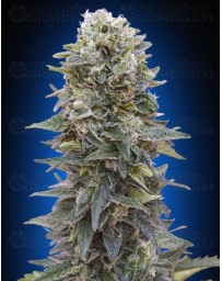 Auto Afghan Mass 00 Seeds Autofloreciente