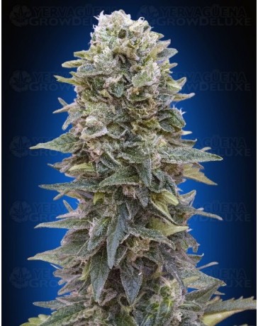 Auto Afghan Mass 00 Seeds automatica