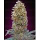 Auto Bubble Gum 00 Seeds automatica