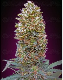 Auto Bubble Gum 00 Seeds autofloreciente