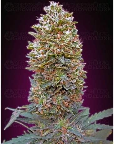 Auto Bubble Gum 00 Seeds automatica