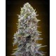 Auto Cheese Berry 00 Seeds automatica