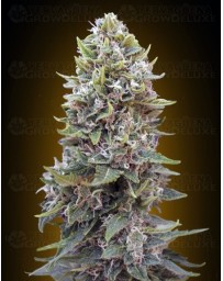 Auto Cheese Berry 00 Seeds automatica
