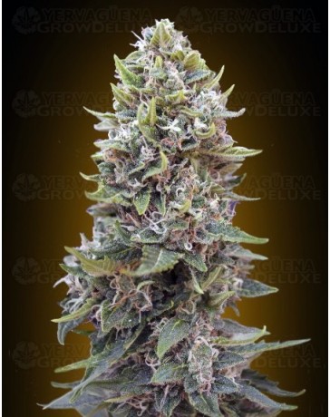 Auto Cheese Berry 00 Seeds automatica