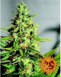 Acapulco Gold Barney's Farm