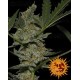 Acapulco Gold Barney's Farm