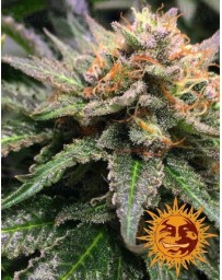 Amnesia Lemon Barney's Farm