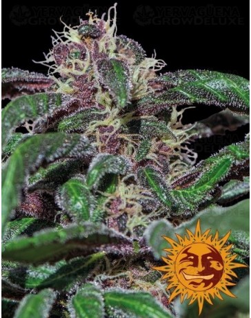 Ayahuasca Purple Barney's Farm