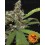 CBD Blue Shark Barney's Farm