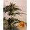 CBD Blue Shark Barney's Farm