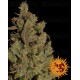 CBD Critical Cure Barney's Farm