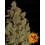 CBD Critical Cure Barney's Farm