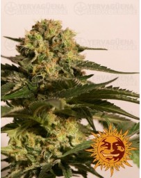 CBD Critical Cure Barney's Farm