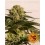 CBD Critical Cure Barney's Farm