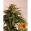 CBD Critical Cure Barney's Farm