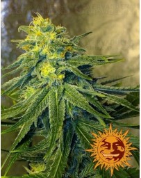 Chronic Thunder Barney's Farm
