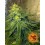 Chronic Thunder Barney's Farm