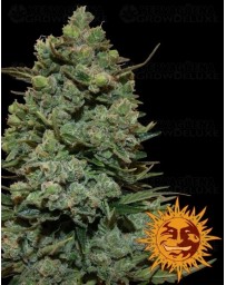 Cookies Kush Barney's Farm