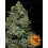 Cookies Kush Barney's Farm