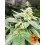Cookies Kush Barney's Farm