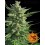 Critical Kush Barney's Farm
