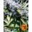 Critical Kush Barney's Farm