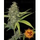 G13 Haze Barney's Farm