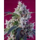 Indigo Berry Kush Sweet Seeds